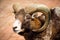 Mouflon wild goat animal portrait