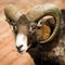 Mouflon wild goat portrait