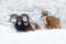 Mouflon, winter portrait of big forest animal. Mouflon, Ovis orientalis, forest horned animal in nature habitat. Close-up portrait