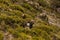 Mouflons in Capcir, Pyrenees, France