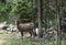 Mouflons Ovis gmelini on a farm in the Carpathian Mountains, Ukraine