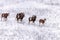 Mouflons in Winter Wild nature ovis musimon