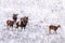 Mouflons in Winter Wild nature ovis musimon