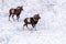 Mouflons in Winter Wild nature ovis musimon