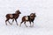 Mouflons in Winter Wild nature ovis musimon