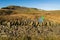 Moughton Fell and Dry Rigg quarry near to Helwith Bridge  in the Yorkshire Dales