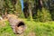 Mouldering stump against pine tree massive