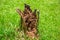 The mouldering stump as the termites house on the background of green grass