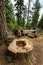 Mouldering stump in forest.