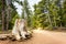 Mouldering stump in pine forest