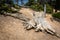 Mouldering stump in pine forest