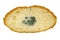 Mouldy bread, Penicillium mold