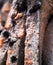 Mouldy moldy bread. Close-up