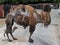 Moulting bactrian camel 1