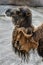 Moulting bactrian camel 2