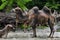 Moulting bactrian camel 3