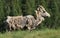 Moulting Bighorn Sheep