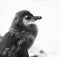 Moulting Juvenile African Penguin Black and White