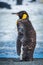 Moulting king penguin with icy pool behind