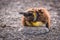 Moulting king penguin on rock on shingle