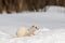 Moulting Least Weasel sitting at snow field