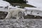 Moulting mountain goat with bighorn ram in the background