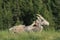 Moulting Sheep Resting