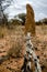 Mound-building termites in Red Center NT Australia