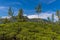 A mound covered in tea bushes on a tea plantation in upland tea country in Sri Lanka, Asia