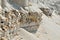 Mound of shells, stones and sand on the seashore