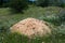 Mound of soil on a field with colorful flowers