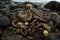 mound of treasure, with octopus kraken lurking in the background