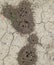 Mounds of earth over the entrance to the nest  wasps. Colonia earthen wasps