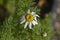 Mount Atlas Daisy