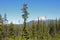 Mount Bachelor from the Deschutes National Forest