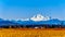 Mount Baker, a dormant volcano in Washington State viewed from the Blueberry Fields of Glen Valley near Abbotsford BC, Canada