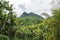 Mount britton and el yunque landscape