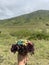 Mount Bromo, our feet will be greeted by craters of sand and a stretch of green grass stretching with the sky roof in the morning