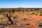 Mount Conner or Attila mountain scenic view with dead burnt tree in central outback Australia