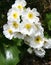 Mount Cook Lily, or Mountain Buttercup, Ranunculus lyallii, Southern Alps, New Zealand