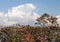 Mount Dhaulagiri and red rhododendrons