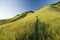 Mount Diablo state park in summer