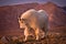 Mount Evans Mountain Goat