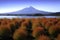 Mount Fuji during the autumn leaves at Lake Kawakuchiko Flower Park