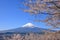 Mount Fuji and cherry blossoms at Arakurayama Sengen Park