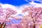 Mount Fuji and cherry blossoms which are viewed from lake Kawaguchiko, Yamanashi, Japan