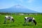 Mount Fuji with cows