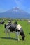 Mount Fuji with cows