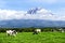 Mount Fuji and cows at Asagiri Highland in Shizuoka Prefecture, Japan