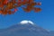 Mount Fuji in falll
